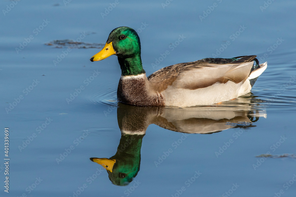 Fototapeta premium Stockente (Anas platyrhynchos) Männchen