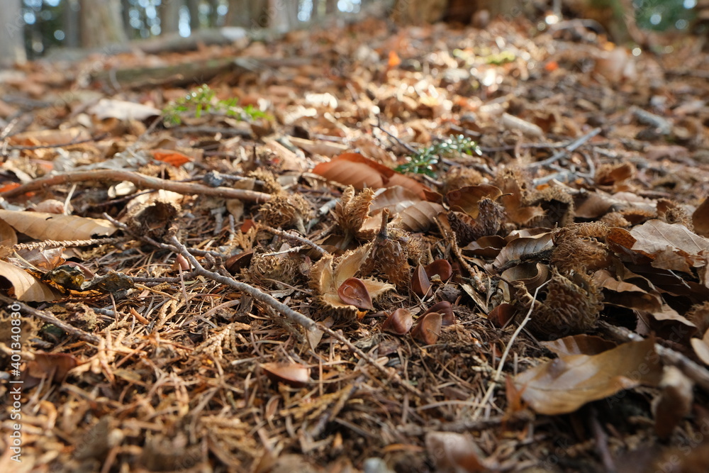 冬枯れの野。brown dry leaves scattered on ground