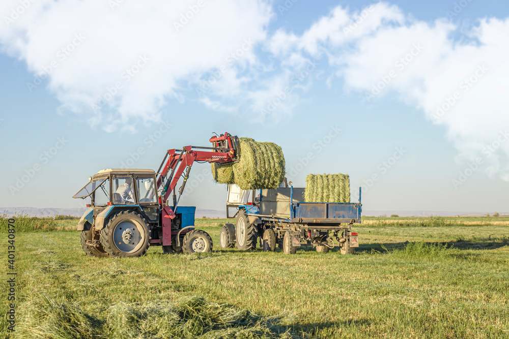 Alfalfa hay bales are loaded onto a trailer by a tractor in the countryside during the summer season. Alfalfa hay bales are loaded onto a trailer by a tractor in the countryside during the summer season.