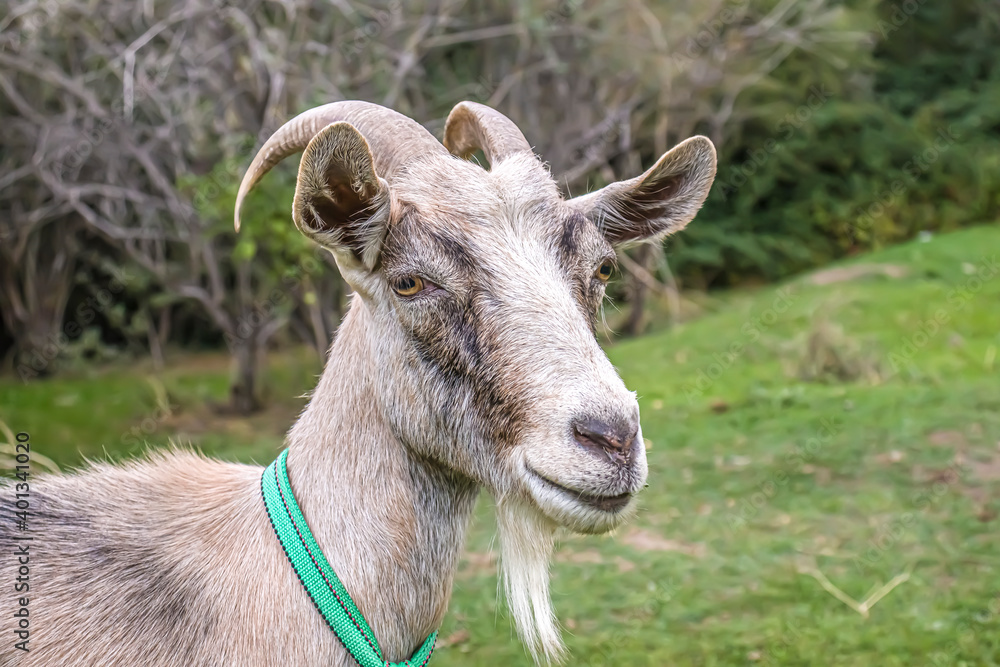 Gray goat close-up in nature