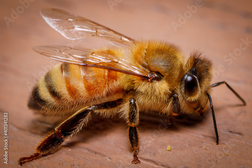 close up of honey bee
