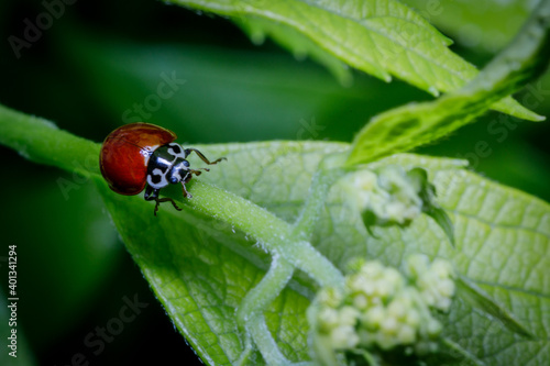 ladybug on leaf © John