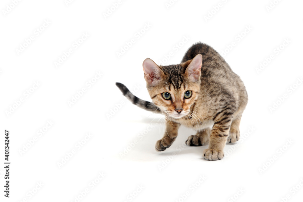 Purebred smooth-haired kitten on a white background