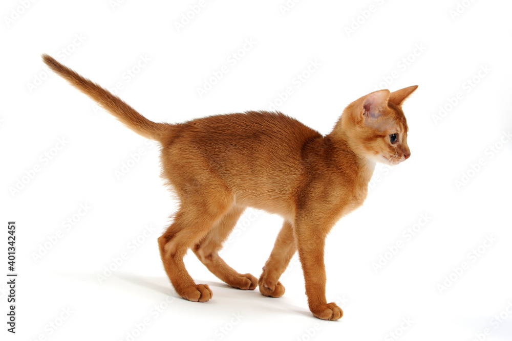 Red purebred kitten on a white background