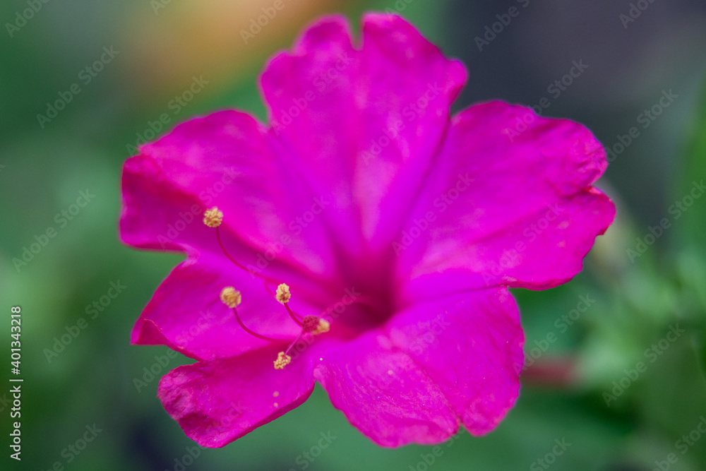 Flower Bed with purple petunias, Colourful purple-red petunia flower close up, Petunia flowers bloom, petunia blossom, Petunia flowers in garden Flower Bed with purple petunias, Colourful purple-red petunia flower close up, Petunia flowers bloom, petunia blossom, Petunia flowers in garden