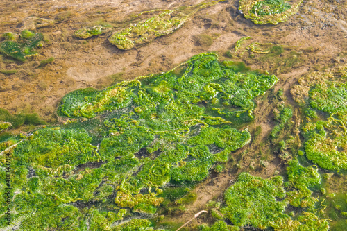 Green mud in a swampy stream in nature as a background.