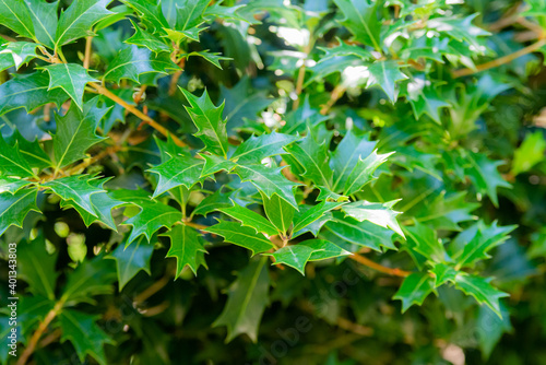 Osmanthus heterophyllus bush. Natural green foliage pattern. Abstract modern trendy texture background photo