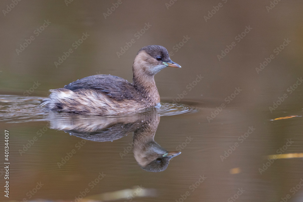 Zwergtaucher (Tachybaptus ruficollis) Zwergtaucher (Tachybaptus ruficollis)