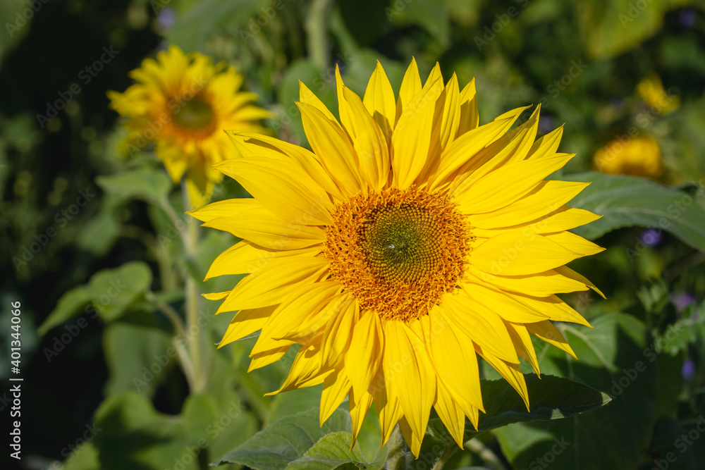 Sonnenblume (Helianthus annuus) Sonnenblume (Helianthus annuus)