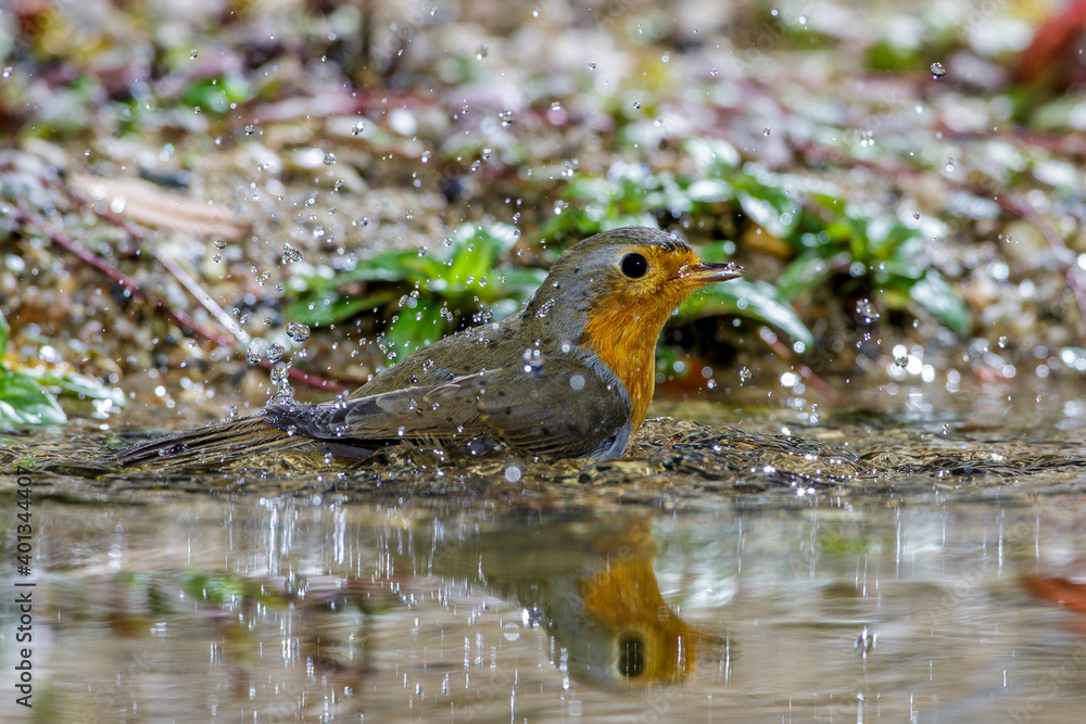 Rotkehlchen (Erithacus rubecula) Rotkehlchen (Erithacus rubecula)