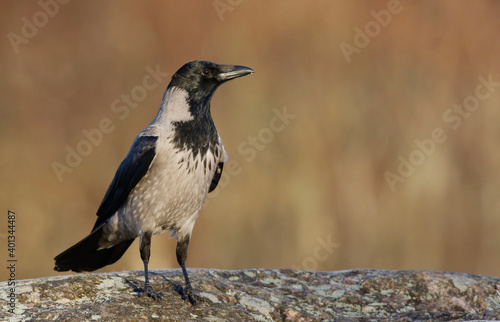 Hooded Crow	 photo