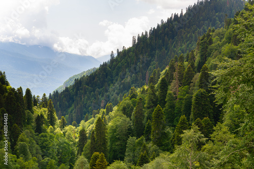 Pine forest seen from cleared alpine plateau