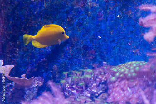 Yellow Hawaiian Tang or Zebrasoma flavescens in aquarium