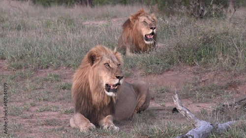 Wide shot of two lion brothers resting in the wilderness of Africa.