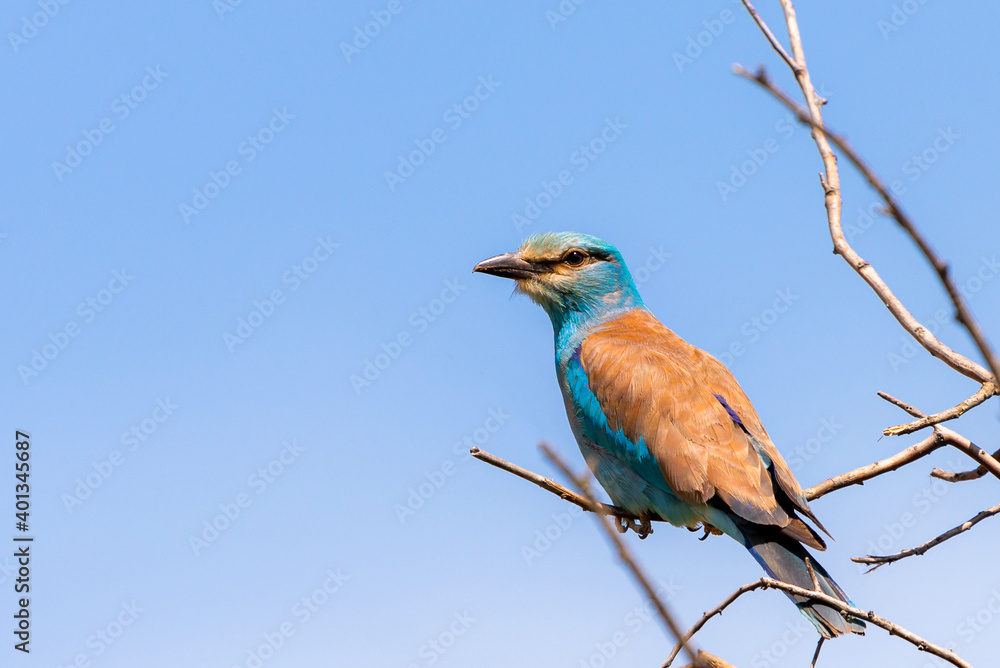 Fototapeta premium European Roller or Coracias Garrulus bird portrait