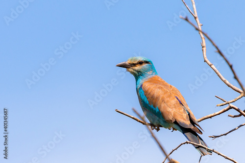 European Roller or Coracias Garrulus bird portrait