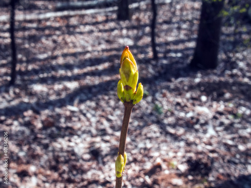 undissolved leaves on a branch in spring photo