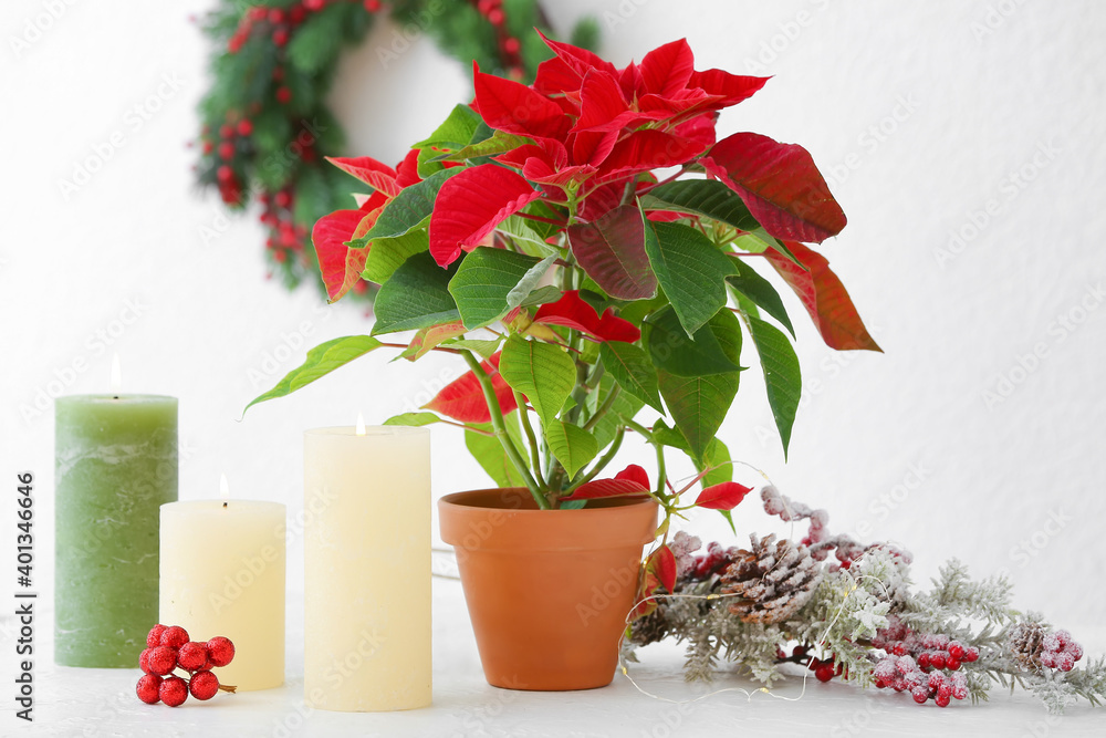 Christmas composition with poinsettia on white background Christmas composition with poinsettia on white background