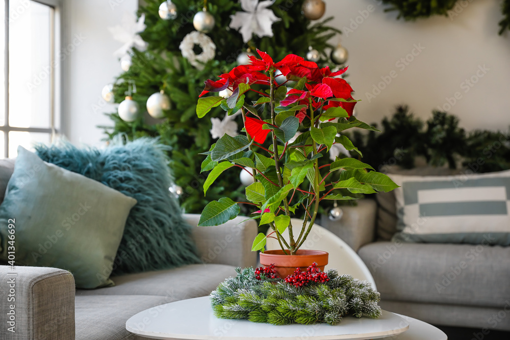 Fototapeta premium Christmas plant poinsettia on table in interior of room