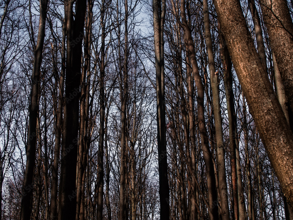 Obraz premium naked trees in the forest in spring