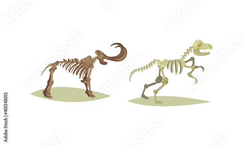 Museum Exhibit with Dinosaur and Mammoth Fossil and Skeleton Vector Set
