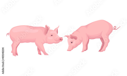 Pink Pig as Even-toed Ungulate Domestic Animal in Different Poses Vector Set