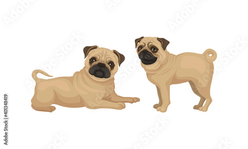 Pug with Wrinkly  Short-muzzled Face and Curled Tail Vector Set