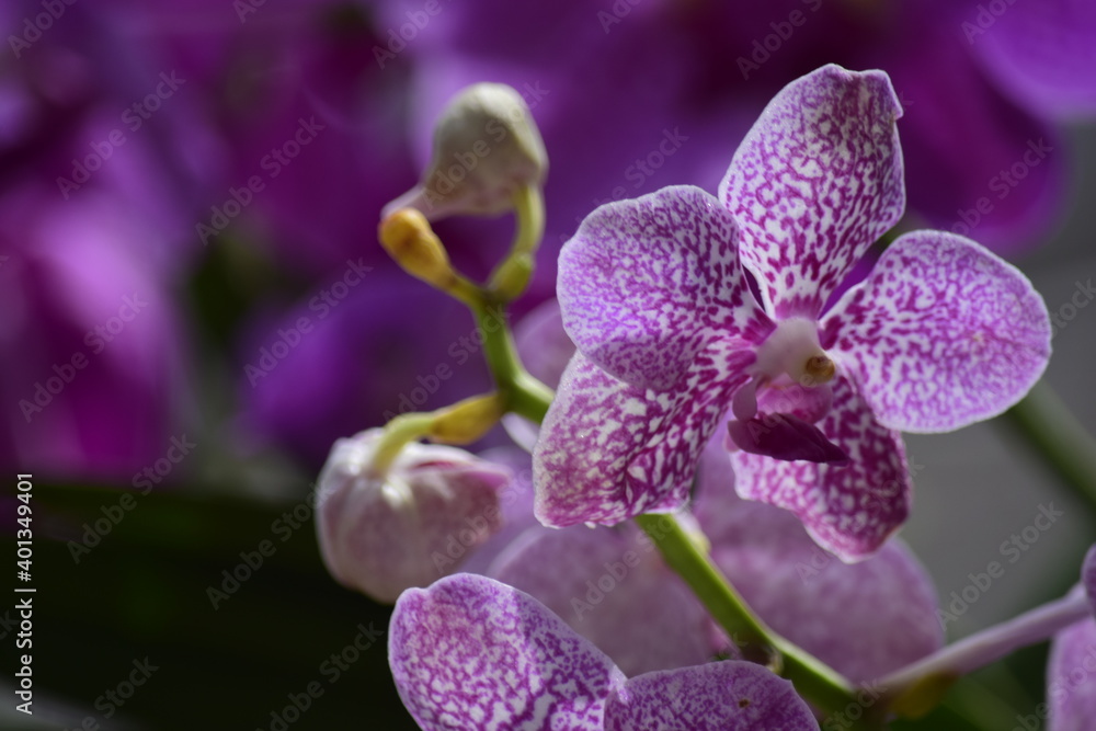 Beautiful orchid flower with nature background 2020. Beautiful orchid flower with nature background 2020.