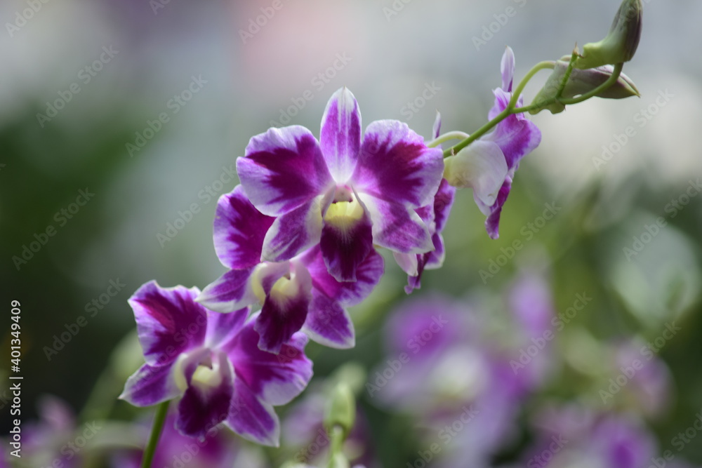 Beautiful orchid flower with nature background 2020. Beautiful orchid flower with nature background 2020.