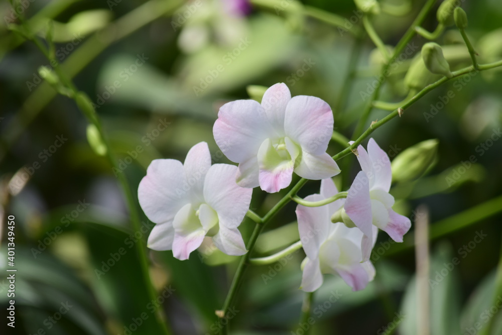 Beautiful orchid flower with nature background 2020. Beautiful orchid flower with nature background 2020.