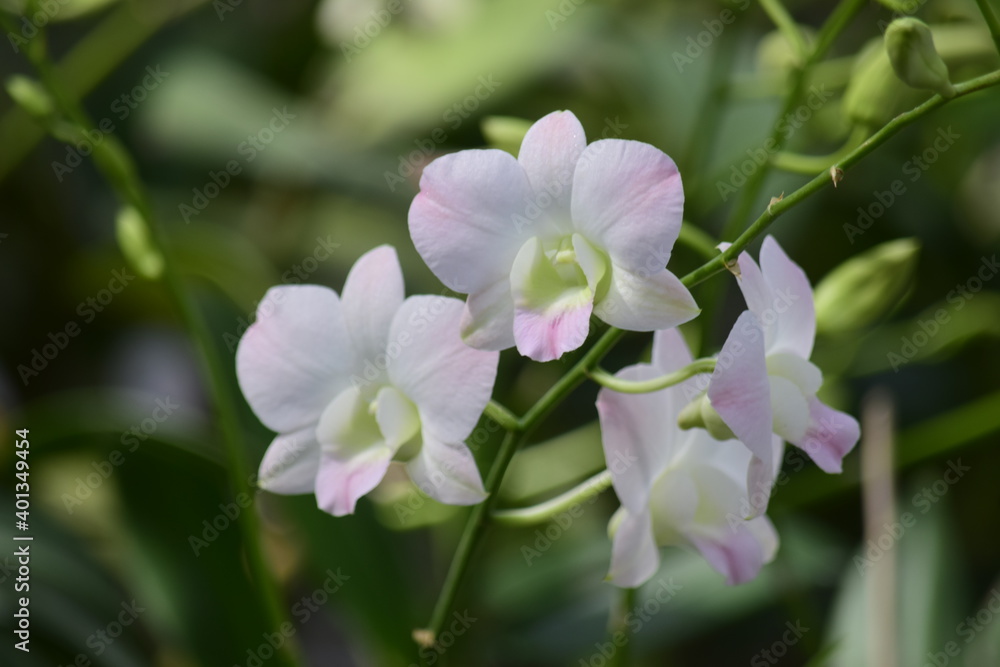 Beautiful orchid flower with nature background 2020. Beautiful orchid flower with nature background 2020.