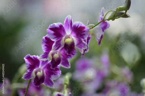 Beautiful orchid flower with nature background 2020.