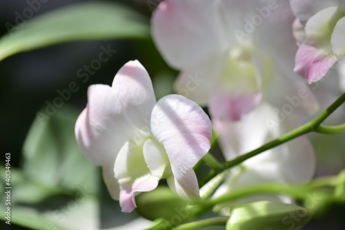 Fototapeta Naklejka Na Ścianę i Meble -  Beautiful orchid flower with nature background 2020.