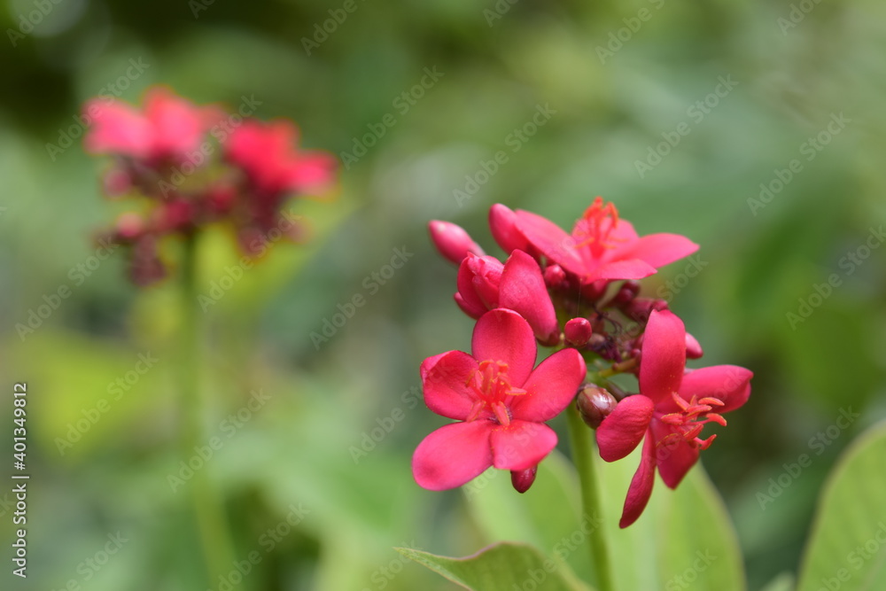 Fototapeta premium Beautiful flowers planted in the park.