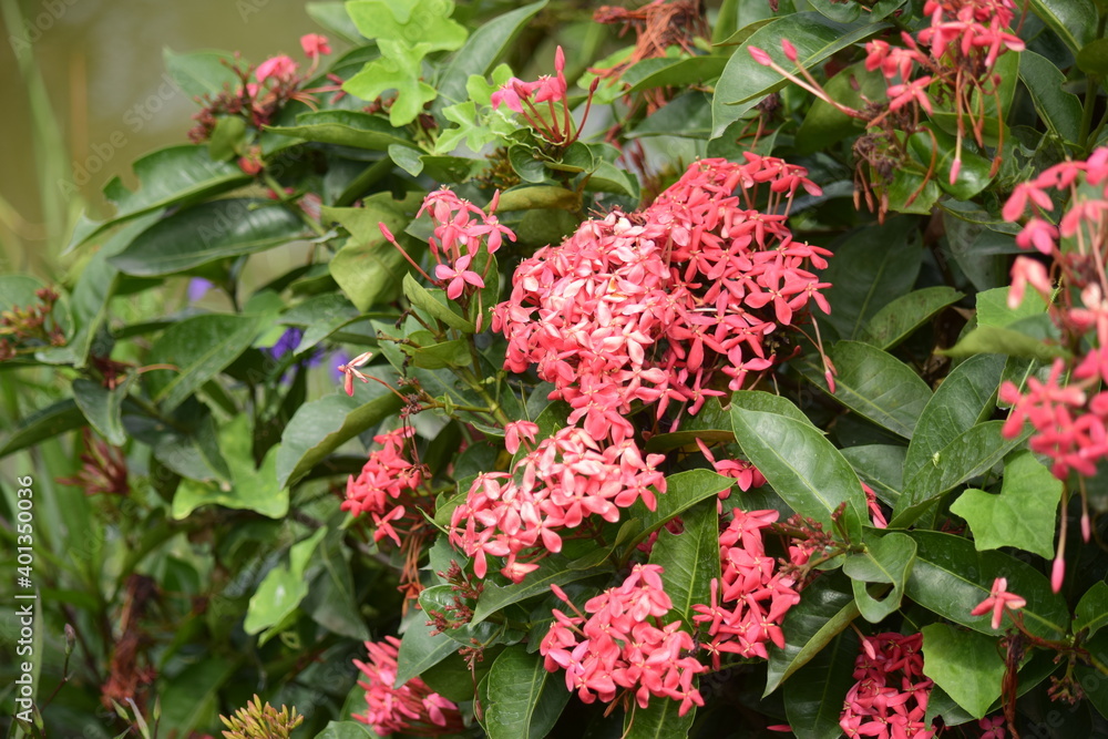 Beautiful flowers planted in the park. Beautiful flowers planted in the park.