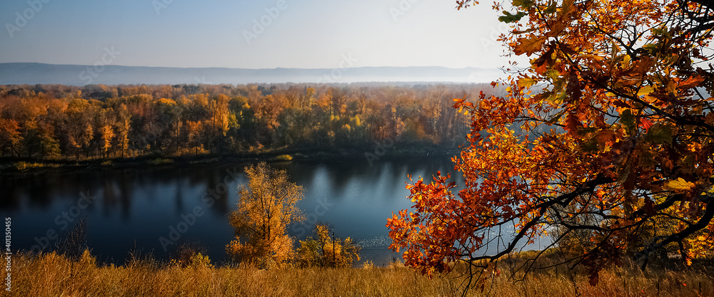 beautiful autumn maple leaves. autumn forest landscape.