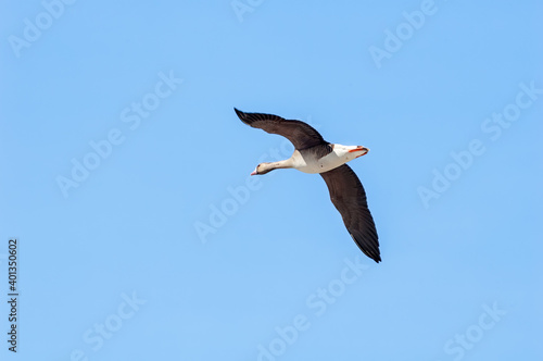 Greater White-fronted Goose (Anser albifrons) in Barents Sea coastal area, Russia