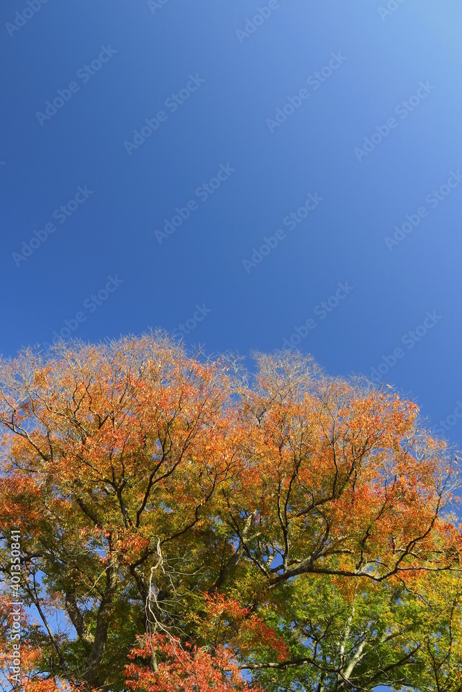 12月の紅葉の欅と青空