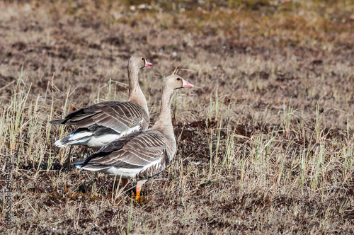 Greater White-fronted Geese (Anser albifrons) in Barents Sea coastal area, Russia © Nick Taurus