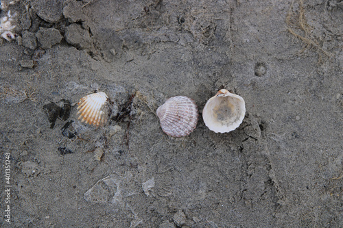 shell on the beach