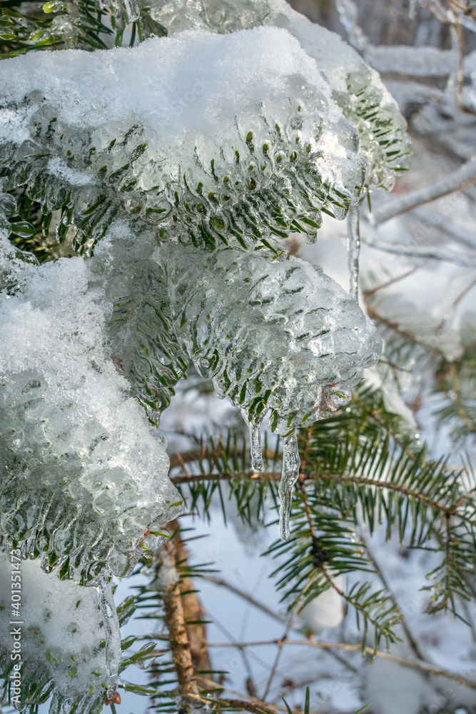 Christmas tree branches in ice