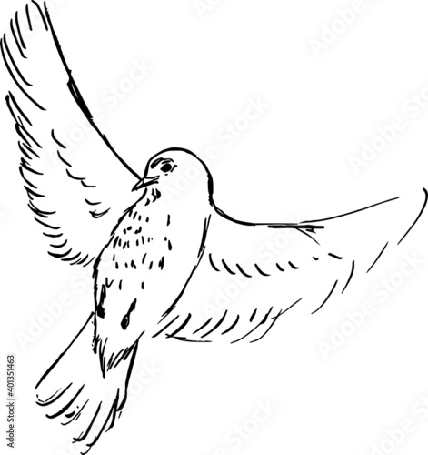 Thrush bird ink illustration. Black and white vector drawing. Minimal monochrome animals artwork. Detailed drawings set. Nature theme. Engraving style. 