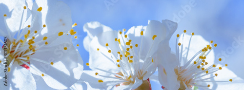 White fresh cherry flowers blossom