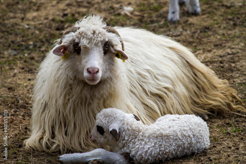 Young sheep with mother