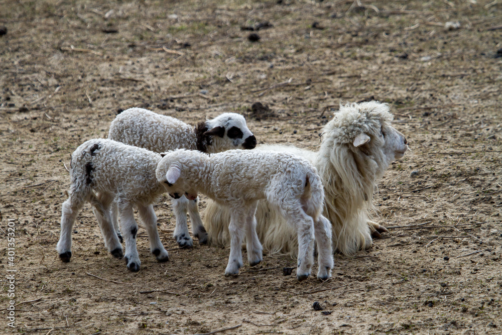 Young lambs Young lambs