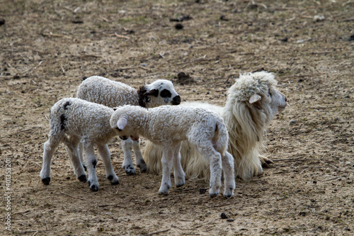 Young lambs © Gerhard