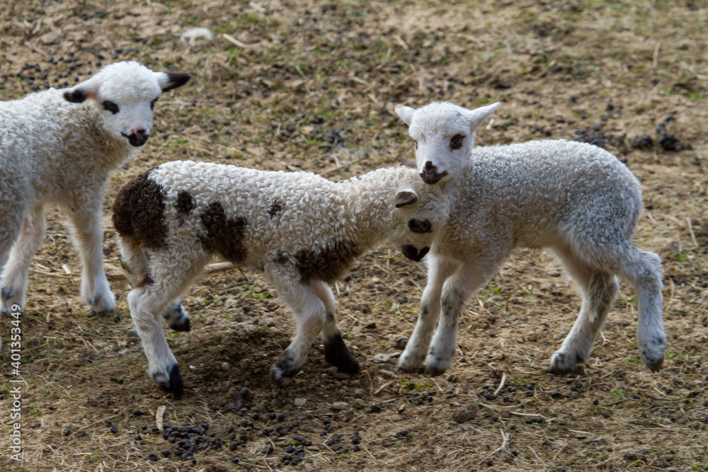 Young lambs