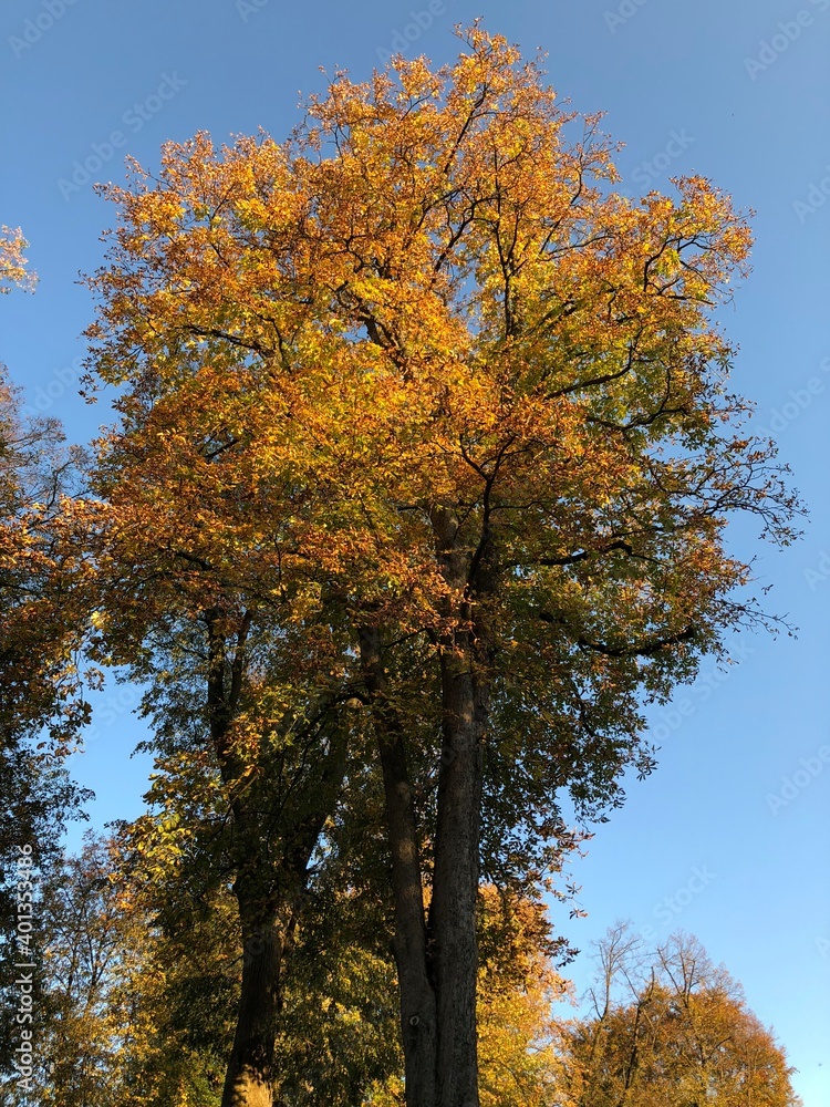 Josefsbach in der Allee in Schwäbisch Gmünd im Herbst