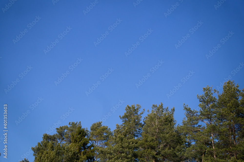 Piace of forest and blue sky.