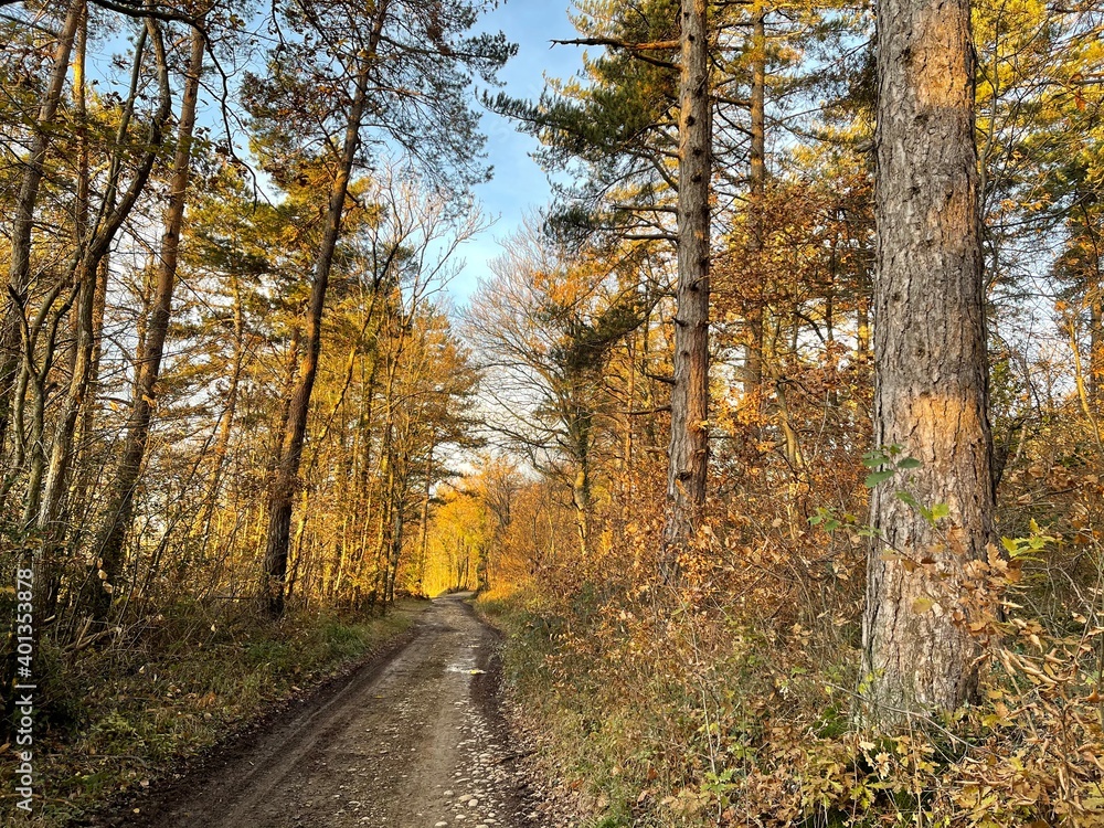 autumn in the forest